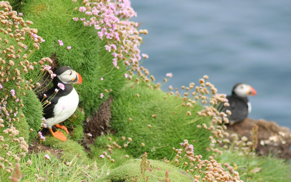 Handa Puffin